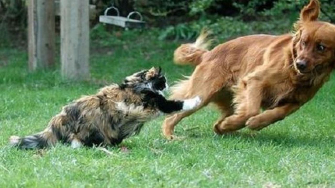 un gatto aggredisce un cane