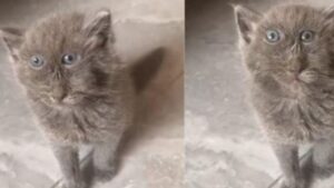 Lo chiamano “l’opera di Picasso” questo gatto sa davvero il fatto suo: conosciamolo insieme