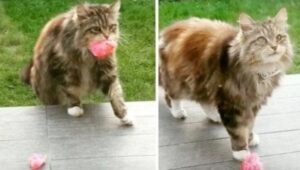 Questo gatto ha deciso di ringraziare la sua vicina di averlo fatto entrare con tantissimi petali rosa
