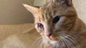 Questo gattino è stato ferito all’occhio con un dardo: una comunità intera è sotto shock