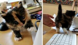 L’impiegata porta una gattina orfana sul posto di lavoro e lei si da da fare per essere utile a tutti