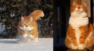 Questo gatto rosso adorava giocare nella neve, ma è più felice di vivere al caldo di una casa