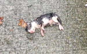 Il gattino abbandonato giaceva sull’asfalto, sotto la pioggia battente: quello che è successo dopo è sorprendente