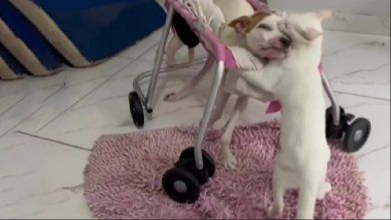 Cane paralizzato, gatto lo aiuta