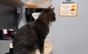 Un gatto unico: non vede l’orda della visita dal veterinario (VIDEO)