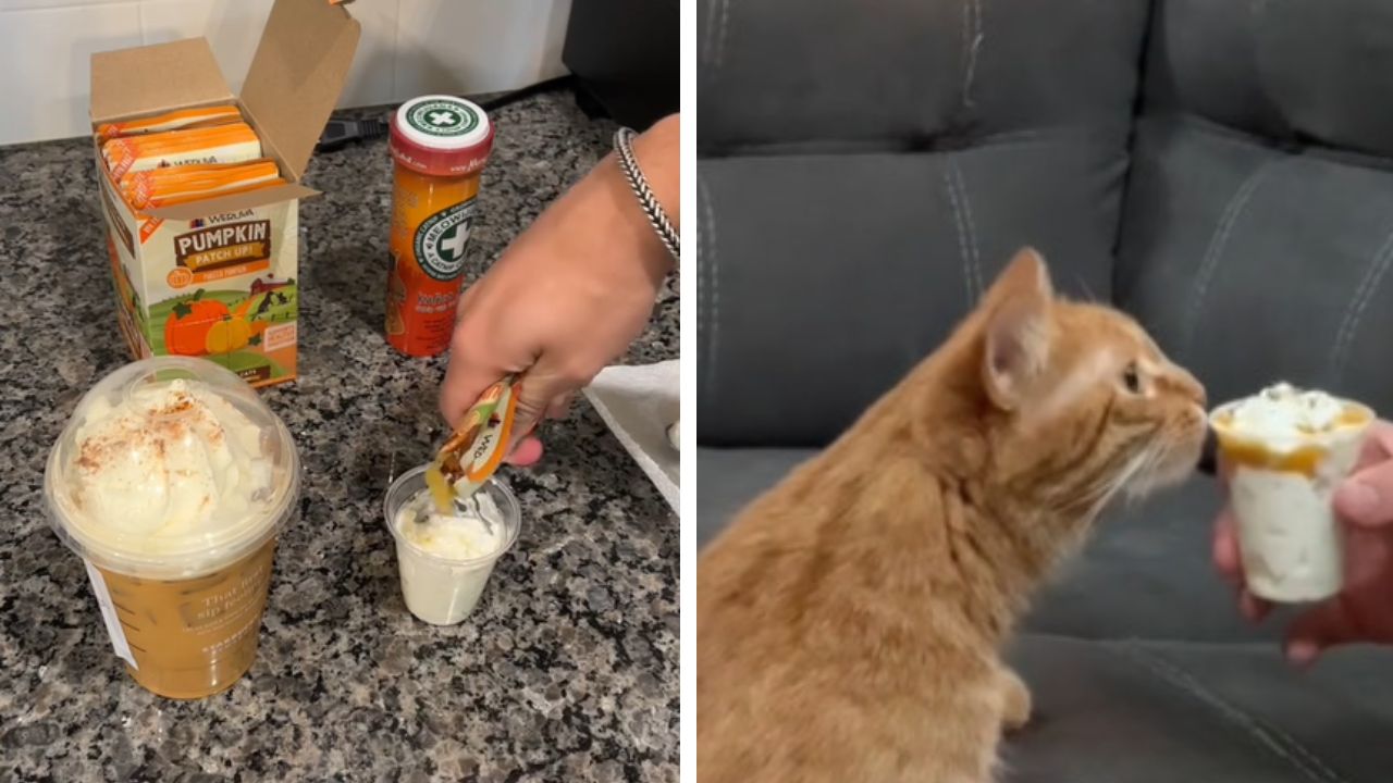 gatto con manto arancione