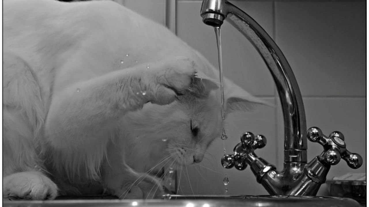 gatto beve acqua corrente