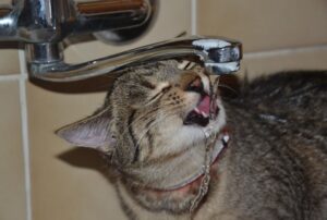 Li conoscevi? Questi sono tutti i motivi per cui i gatti bevono dal rubinetto (o dalla doccia)