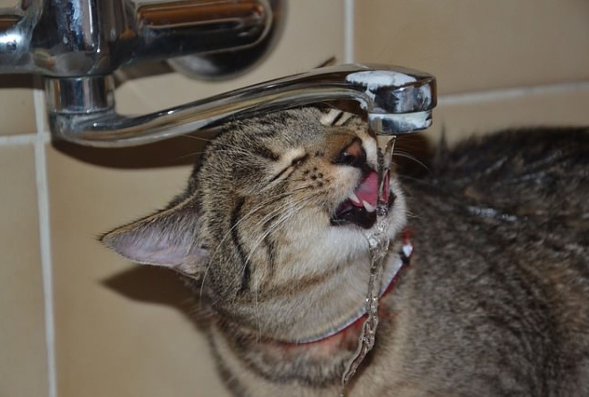 gatto beve acqua corrente