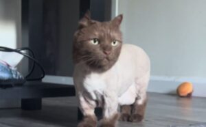 Sì, questo gatto con un brutto taglio di “capelli” è la cosa più esilarante da vedere (e da gestire) (VIDEO)