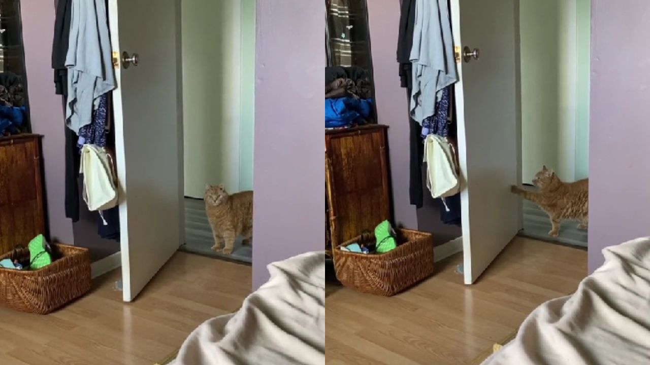 gatto bussa alla porta