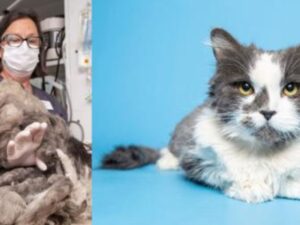 Un adorabile gatto perde quasi un chilo di pelo e si trasforma completamente