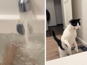 L’espressione della gatta mentre la mamma fa il bagno è talmente epica da far girare la testa
