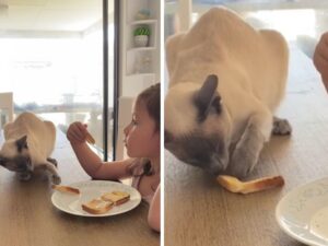 Semplicissimo ma d’effetto: nessuno può resistere al trucco di questo gattto per rubare l’ambito toast