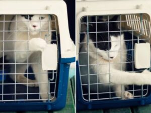 Scappa dal trasportino e il suo modo di fare colpisce tutti: “Questo gatto ha un trauma”