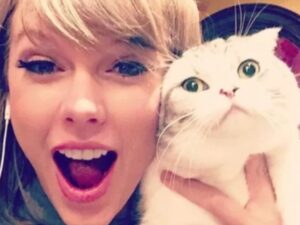 Lo dice anche Taylor Swift: per essere felici dovete adottare un gatto, e se non basta… anche più di uno