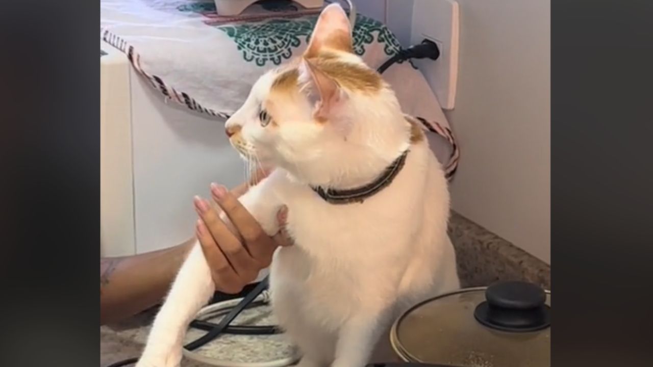 gatto tenuto per una zampa