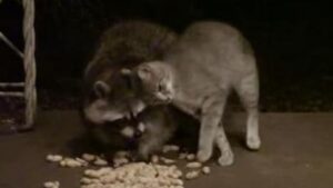 Il gattino randagio trova un amico speciale: un procione che condivide con lui tutte le difficoltà (e il cibo)