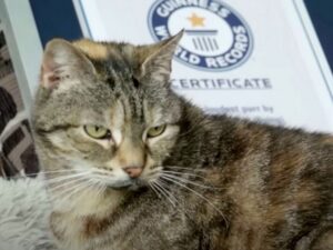 Le più potenti che ci sono: questa gatta ha vinto il Guinnes World Record per le sue fusa