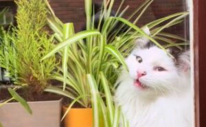 Pensa che il suo padrone non torni per l’intera giornata: il gatto si comporta in modo davvero particolare (VIDEO)