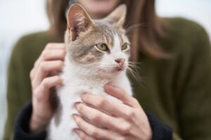 Suo marito dà il gatto a un rifugio, la donna non ci sta: adesso vuole il divorzio