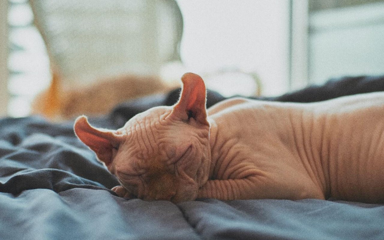 gatto senza pelo che dorme