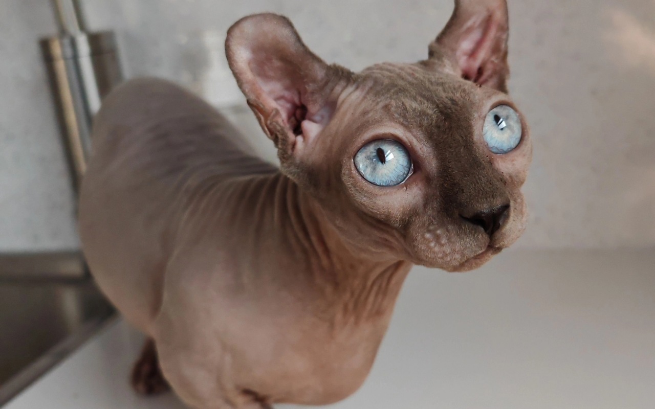 gatto con gli occhi azzurri