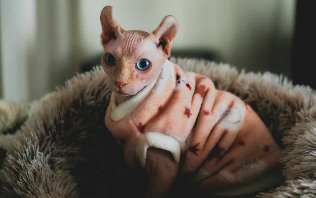 gatto con il maglione