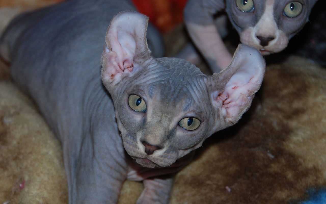 gatto grigio con le orecchie strane