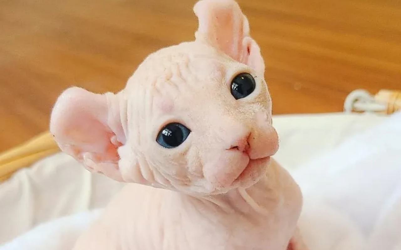 gattino bianco con le orecchie piegate