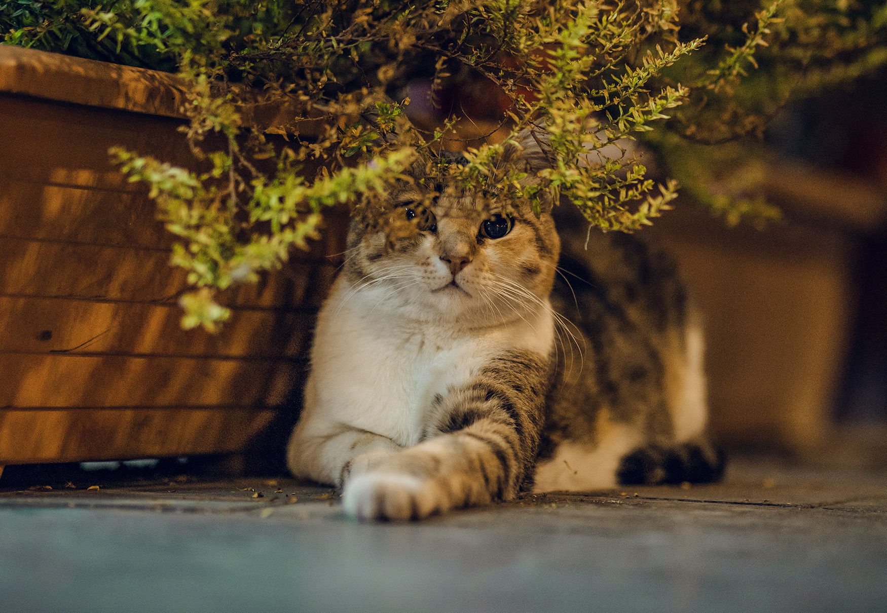 gatto sotto pianta