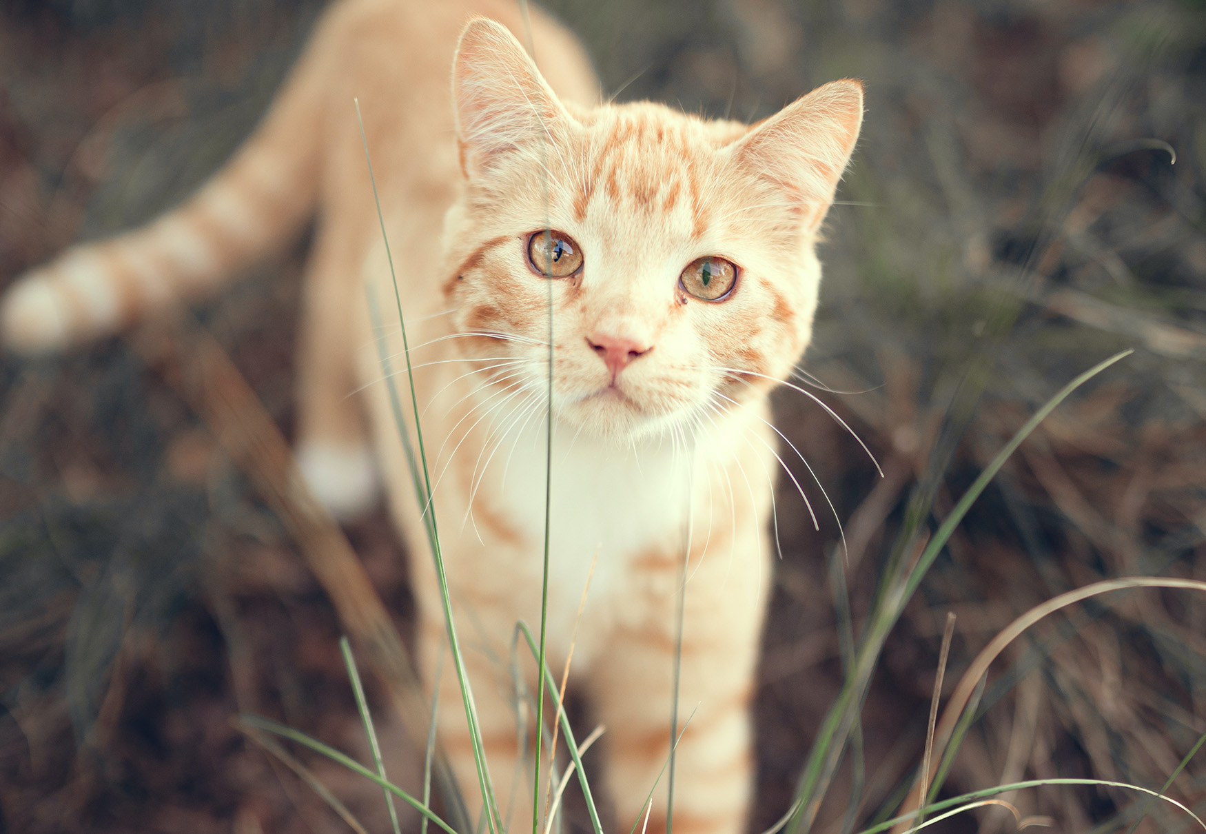 gattino rosso in giardino