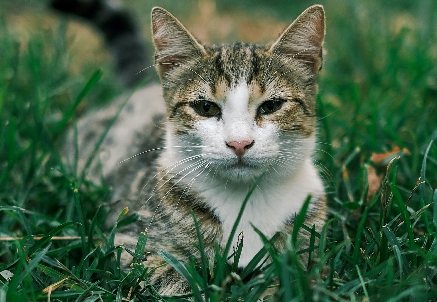 gatto nell'erba