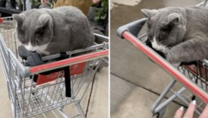 Questo gatto super affascinante non ha intenzione di lasciare il negozio finché non è del tutto pronto