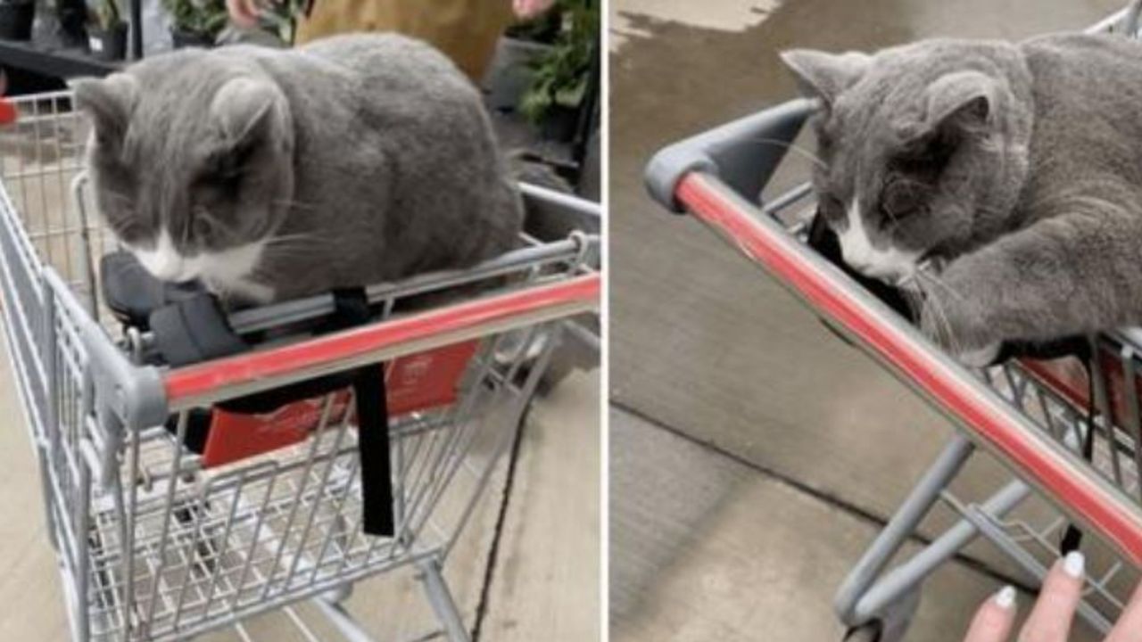 Un gatto grigio al supermercato