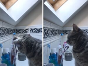 Sì, questo gatto si è dato da fare con uno spazzolino da denti e tutti quanti impazziscono per lui
