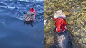 Un gattino ama vivere avventure acquatiche avvolto nel suo giubbotto salvagente