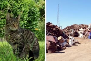 Il gatto soriano smarrito è stato ritrovato dopo quasi due mesi passati in una discarica