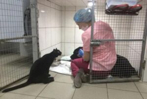 Il gatto paralizzato usa tutte le sue forze per coccolare i cani della clinica veterinaria in cui è stato salvato