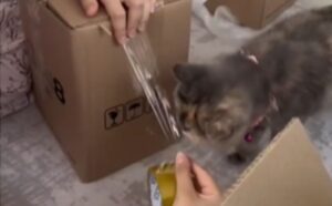 Come se fosse l’aiutante di babbo natale, questo gatto si impegna a tagliare il nastro adesivo per i pacchi (VIDEO)
