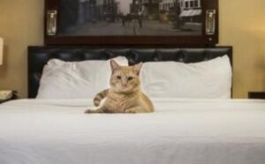 Questo gatto che prima era randagio ora porta avanti la tradizione di essere il presidente di un hotel (davvero) (VIDEO)