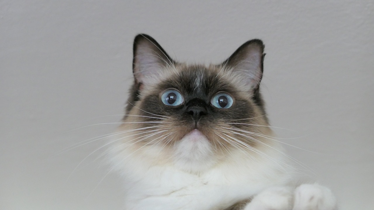 Gatto Ragdoll