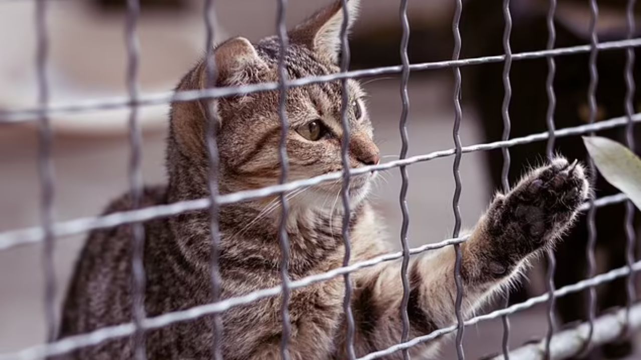 gatto scatena divorzio