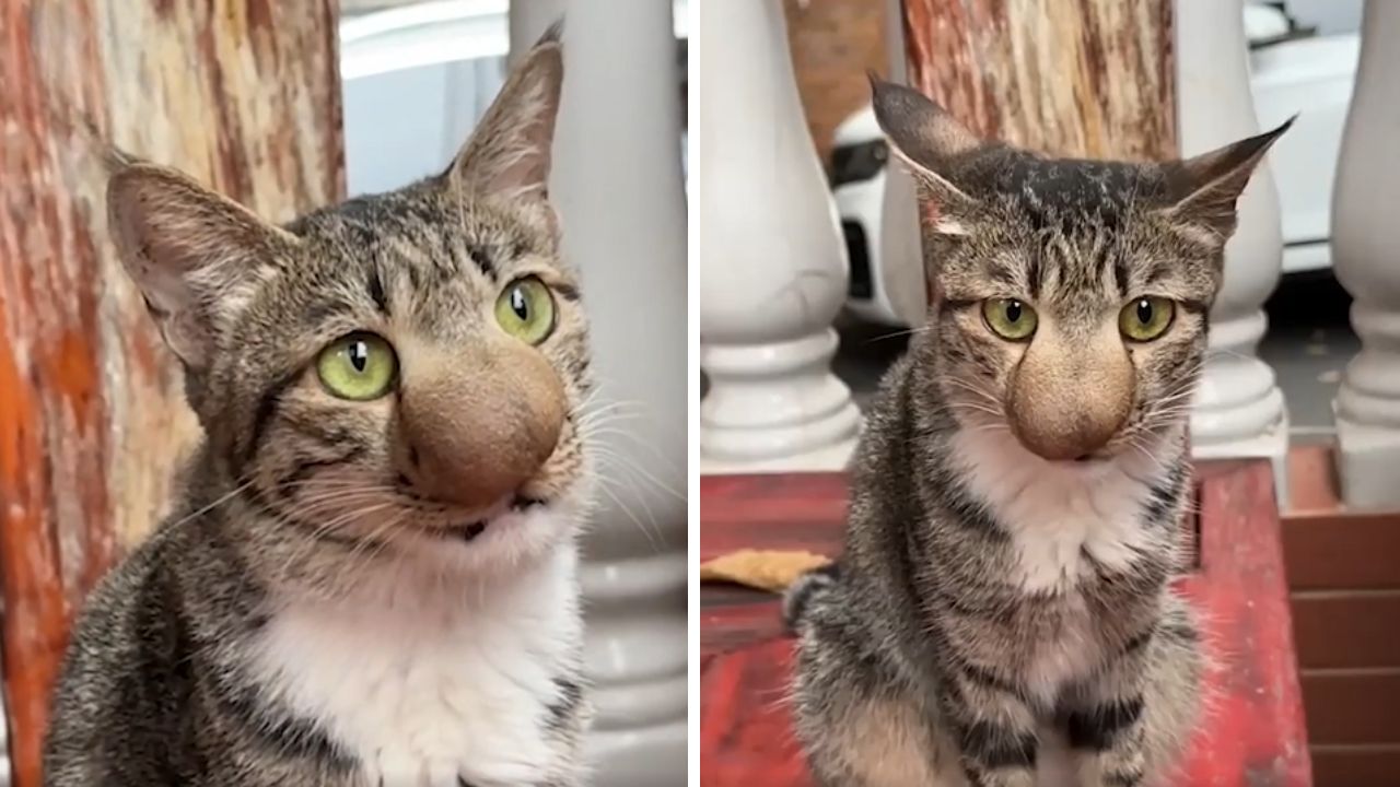 gatto con occhi verdi