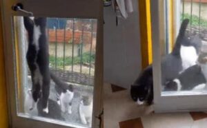 Questo gatto super intelligente prende in mano la situazione e apre la porta a tutti gli altri gattini (VIDEO)