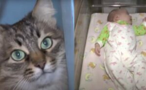 Questo gatto è un vero eroe: è riuscito a salvare un neonato dal gelo più profondo (VIDEO)