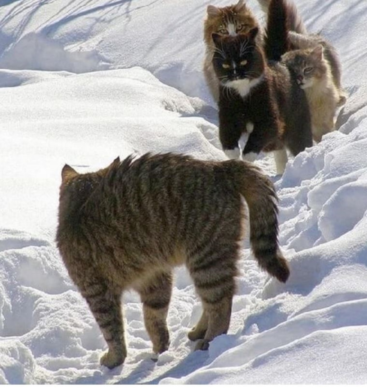 un gatto bisticcia con tre altri gatti