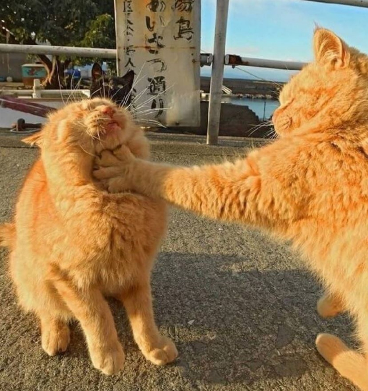 due gatti che litigano
