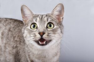 Tutte le malattie della bocca del gatto e come riconoscerle