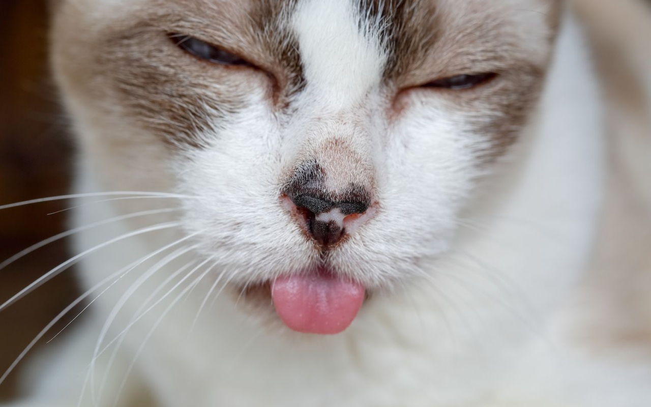 gatto con lingua fuori